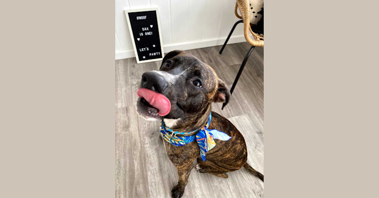 Dax, an American Pit Bull Terrier and Boxer mix tested with EmbarkVet.com