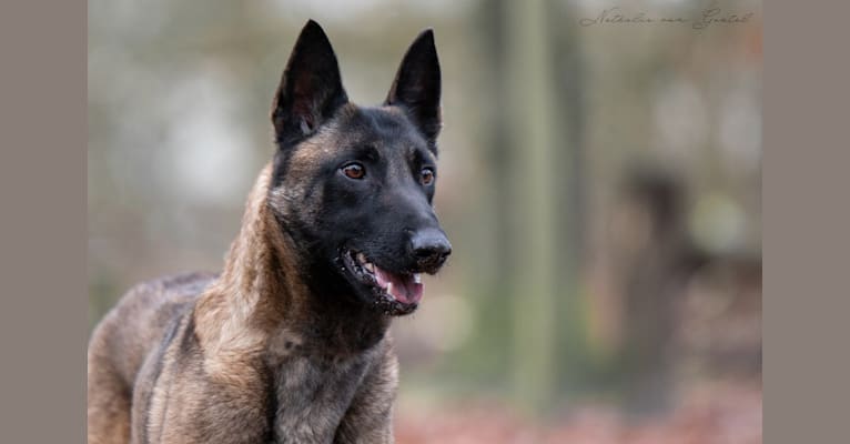 Sally, a Belgian Shepherd tested with EmbarkVet.com