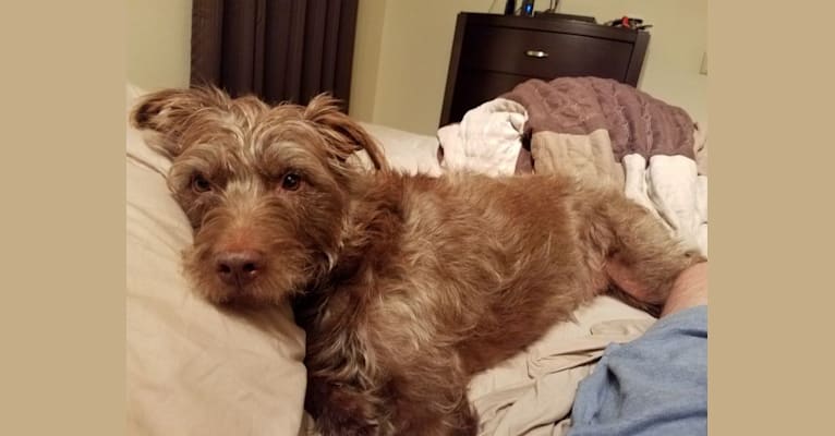 Chewy embark deals