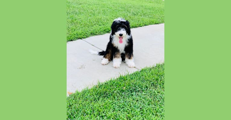 Remmy, a Sheepadoodle tested with EmbarkVet.com