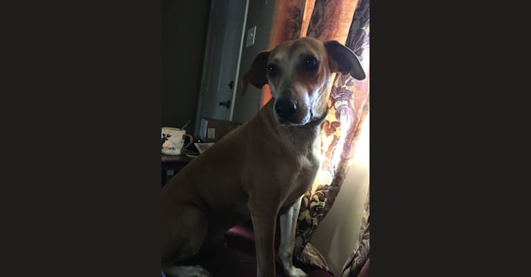 Photo of Stanley, a Mountain Cur  in Brentwood, Missouri, USA