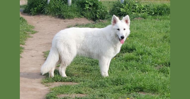 Gaia, a White Shepherd tested with EmbarkVet.com