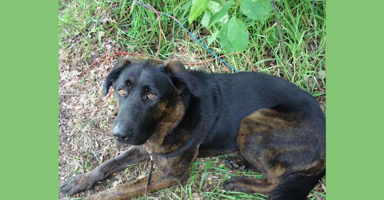 Henry, a Tibetan Mastiff and German Shepherd Dog mix tested with EmbarkVet.com