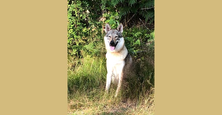 Lilly, a Czechoslovakian Vlcak tested with EmbarkVet.com