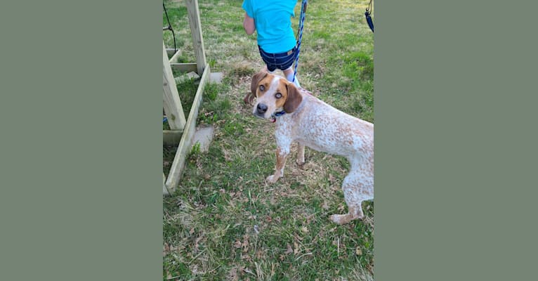 Tuco, a Bluetick Coonhound and American Pit Bull Terrier mix tested with EmbarkVet.com