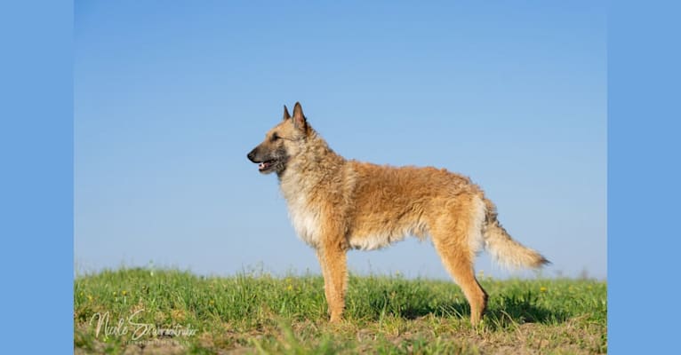 Qayo d‘Eroudur, a Belgian Shepherd tested with EmbarkVet.com