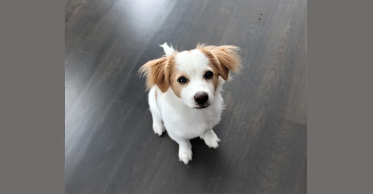 Louie, a Pomeranian and Rat Terrier mix tested with EmbarkVet.com