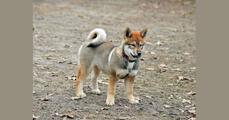 Kisara, a Shikoku tested with EmbarkVet.com