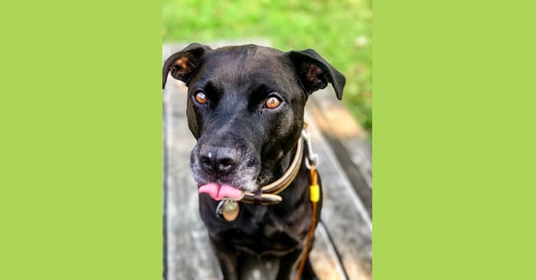 Cole, an American Pit Bull Terrier and Boxer mix tested with EmbarkVet.com