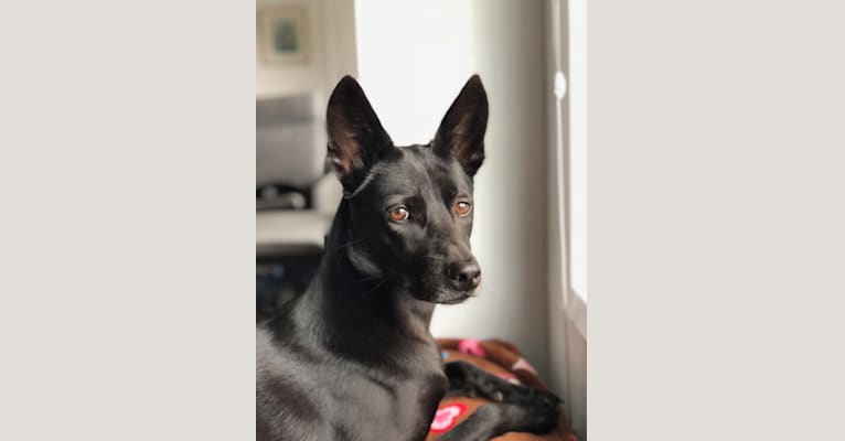 Roxie, a Formosan Mountain Dog tested with EmbarkVet.com