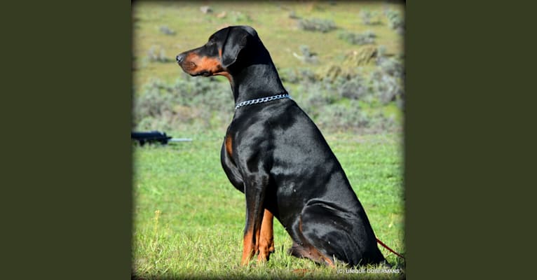 Enzo, a Doberman Pinscher tested with EmbarkVet.com