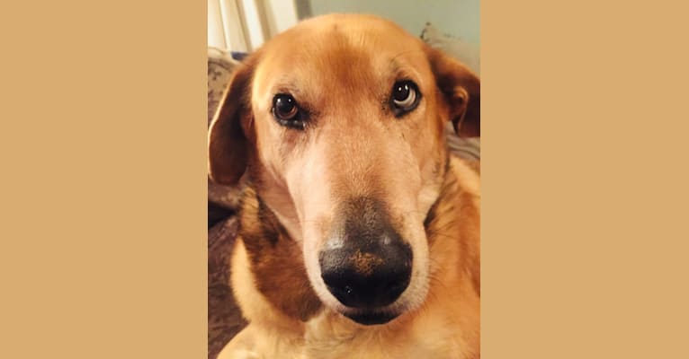 Parker, a Siberian Husky and Labrador Retriever mix tested with EmbarkVet.com