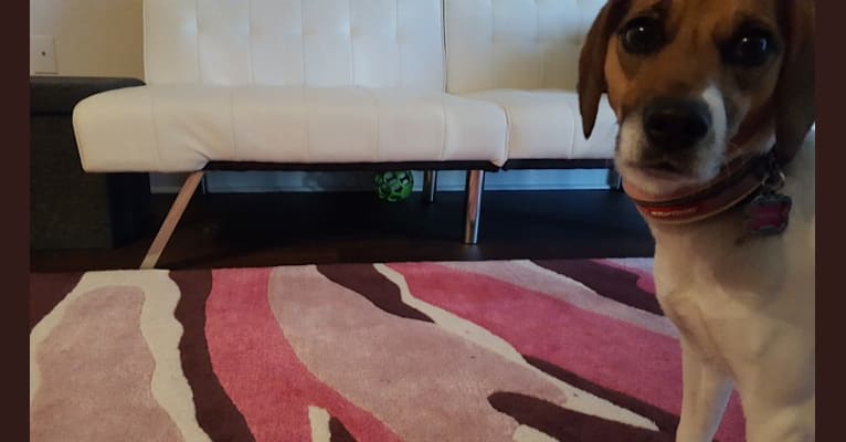 Freckles, a Beagle and German Shepherd Dog mix tested with EmbarkVet.com