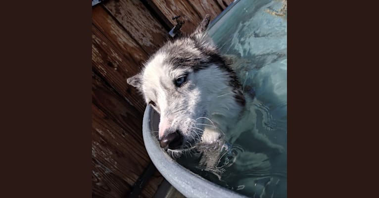 Mika, a Siberian Husky and Alaskan Malamute mix tested with EmbarkVet.com