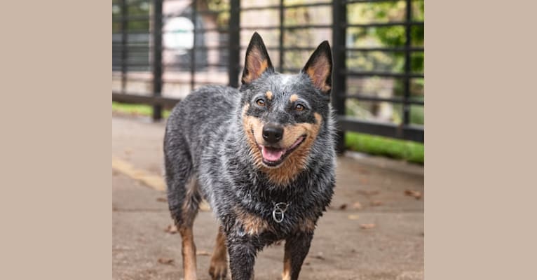 Malibu, an Australian Cattle Dog tested with EmbarkVet.com