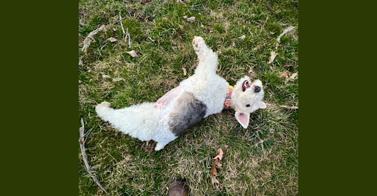 Dove Grist, a Wire Fox Terrier tested with EmbarkVet.com