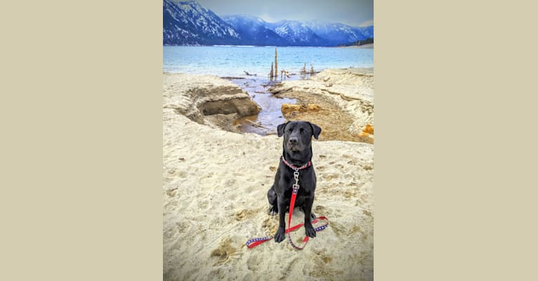 Maximus Love Huggins, a Labrador Retriever and American Staffordshire Terrier mix tested with EmbarkVet.com