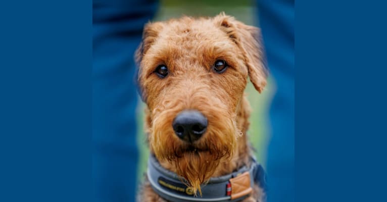 Nani, an Airedale Terrier tested with EmbarkVet.com