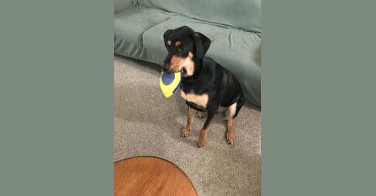 Wyatt, a Labrador Retriever and Doberman Pinscher mix tested with EmbarkVet.com