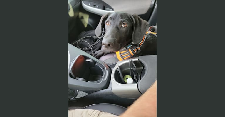 Starker, a Labrador Retriever and American English Coonhound mix tested with EmbarkVet.com