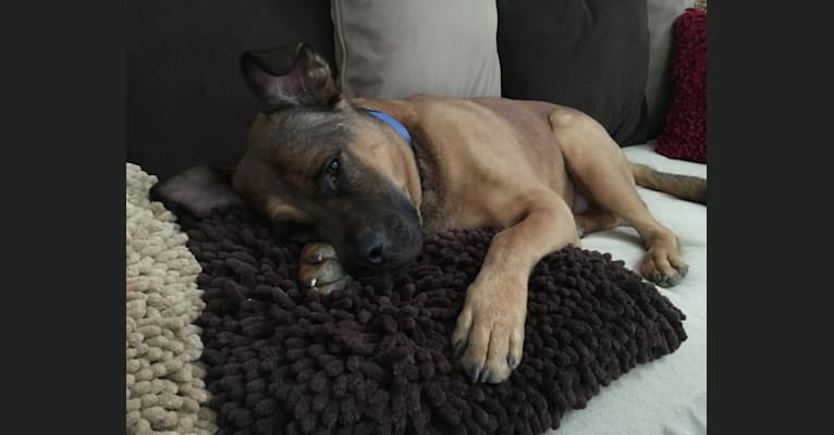 Jax, an American Pit Bull Terrier and Chow Chow mix tested with EmbarkVet.com