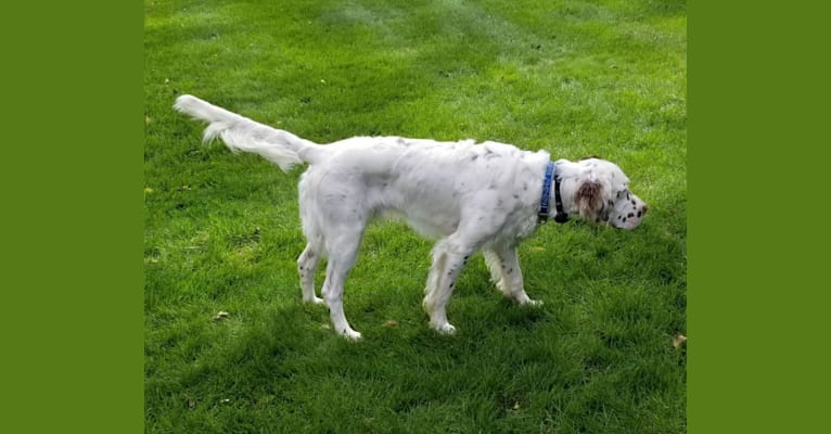 Photo of Sawyer, a Llewellin Setter  in London, KY, USA