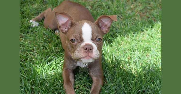 Lilly, a Boston Terrier tested with EmbarkVet.com
