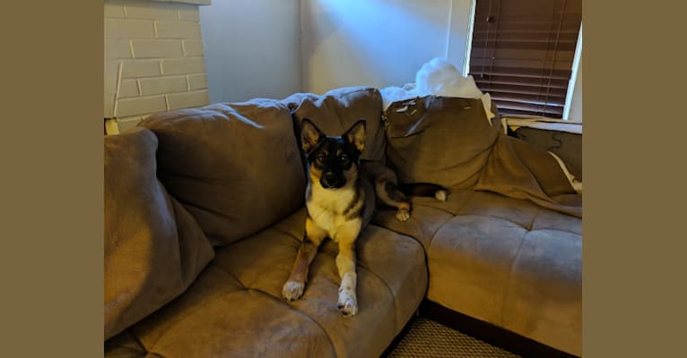 Delgado, a Siberian Husky and Australian Cattle Dog mix tested with EmbarkVet.com