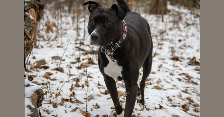 Luna, an American Pit Bull Terrier tested with EmbarkVet.com