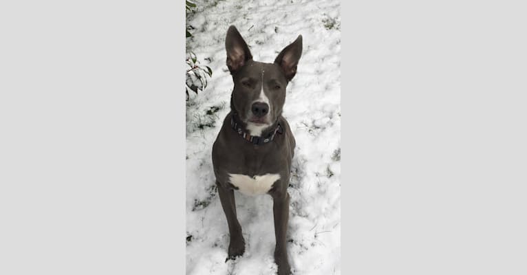 Kona, an American Bully and Australian Shepherd mix tested with EmbarkVet.com