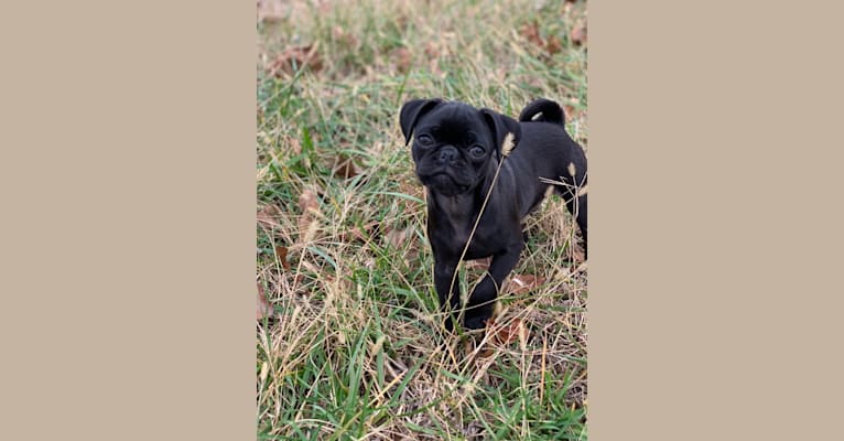 Photo of Dipper, a Pug  in Ravenna, KY, USA