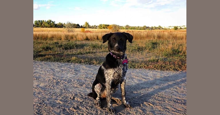 Piper, an Australian Cattle Dog and Chesapeake Bay Retriever mix tested with EmbarkVet.com