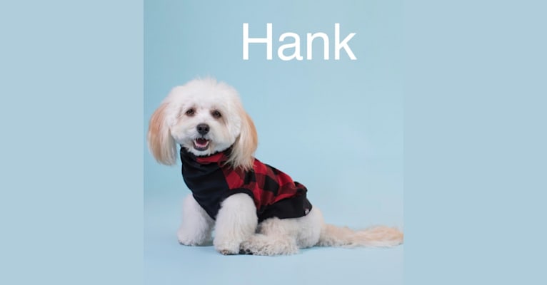 Hank, a Poodle (Small) and Maltese mix tested with EmbarkVet.com