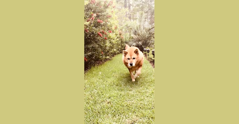 Photo of Phoebe Jean, a Jindo  in St. Augustine, Florida, USA