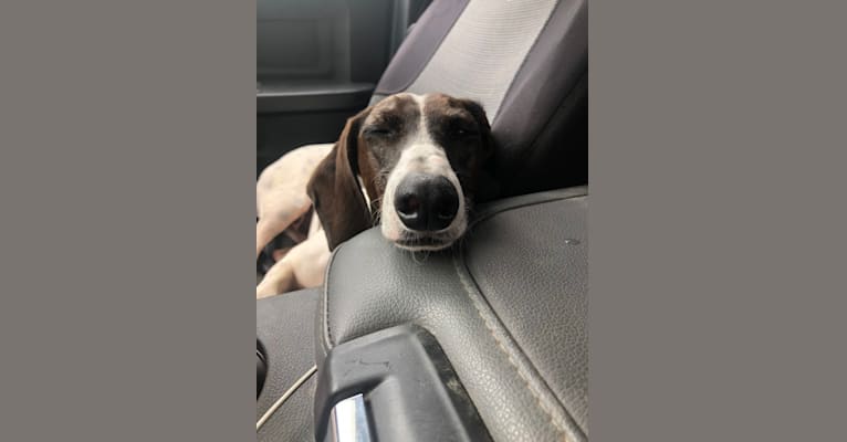 greyhound basset hound mix