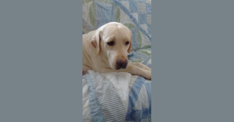 "Elsa", a Labrador Retriever tested with EmbarkVet.com