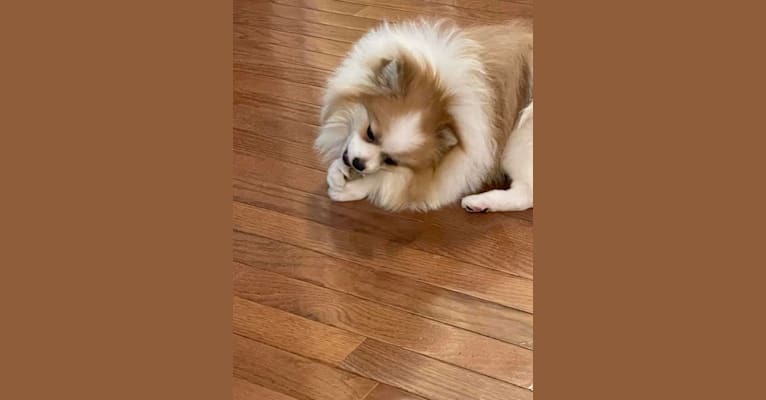 Eleanor, a Pomeranian tested with EmbarkVet.com