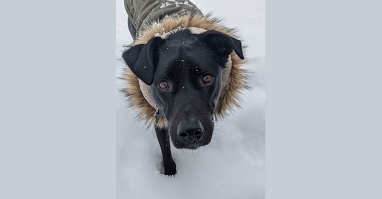 Kopa, an Australian Shepherd and American Pit Bull Terrier mix tested with EmbarkVet.com