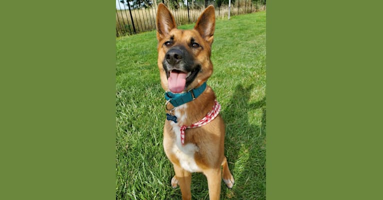 Embark Dog Dna Test Breed