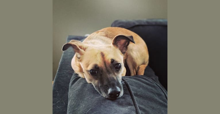 Photo of Audrey, a Chihuahua, Miniature Pinscher, Poodle (Small), Border Collie, Russell-type Terrier, and Mixed mix in Louisville, Kentucky, USA