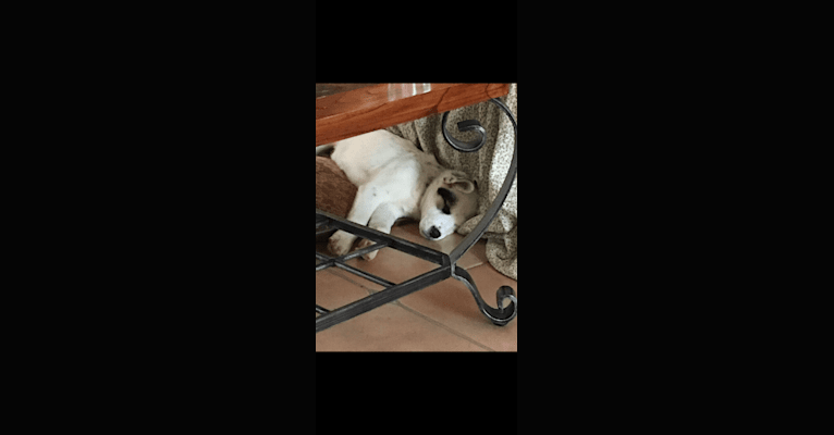 Toby, an American Pit Bull Terrier and Great Pyrenees mix tested with EmbarkVet.com