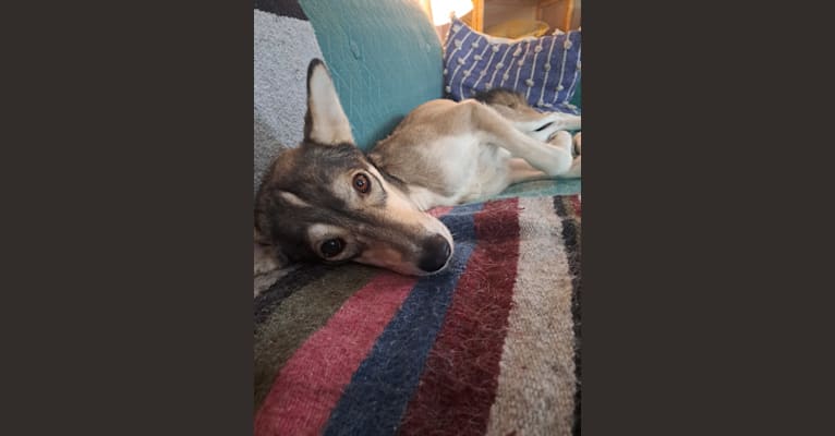 Frida, an Alaskan-type Husky tested with EmbarkVet.com