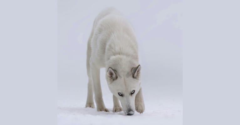 DEMON, a Siberian Husky and German Shepherd Dog mix tested with EmbarkVet.com