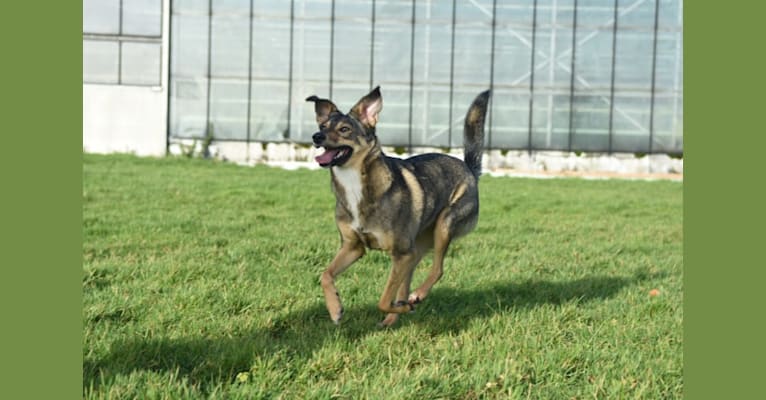 Nora, an Eastern European Village Dog tested with EmbarkVet.com
