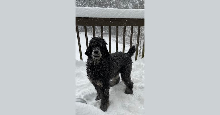 Finnley, a Poodle (Standard) tested with EmbarkVet.com