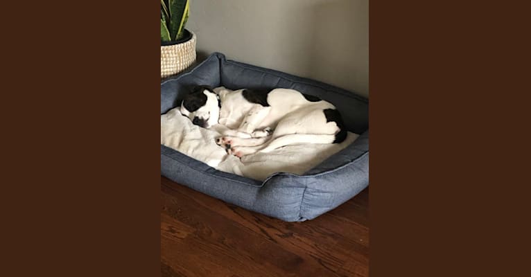 Sonny, a Boxer and American Pit Bull Terrier mix tested with EmbarkVet.com