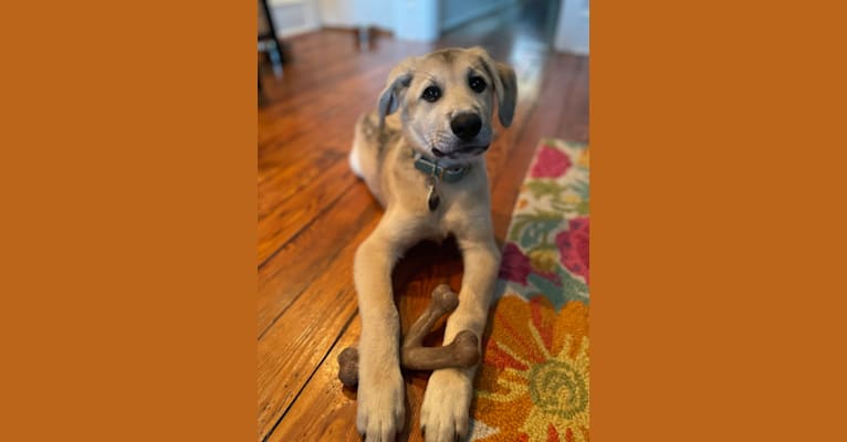 Sadie, a Great Pyrenees and German Shepherd Dog mix tested with EmbarkVet.com