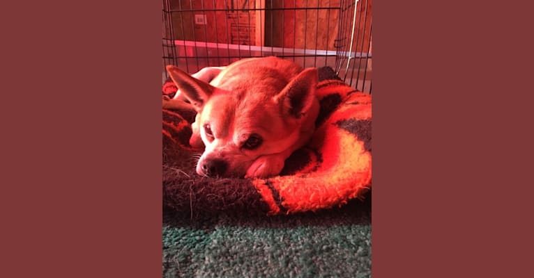 Frankie, a Chihuahua and Miniature Pinscher mix tested with EmbarkVet.com
