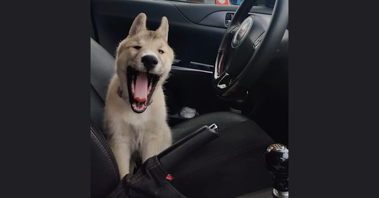 Zima, a Siberian Husky and German Shepherd Dog mix tested with EmbarkVet.com
