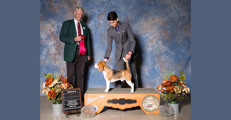 Photo of Coulson, a Beagle  in Oklahoma, USA